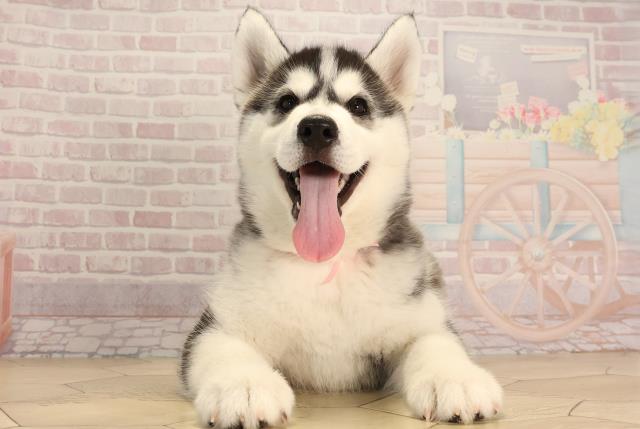 三重県のシベリアンハスキー (Coo&RIKU四日市店/2025年3月6日生まれ/女の子/ブラックホワイト)の子犬