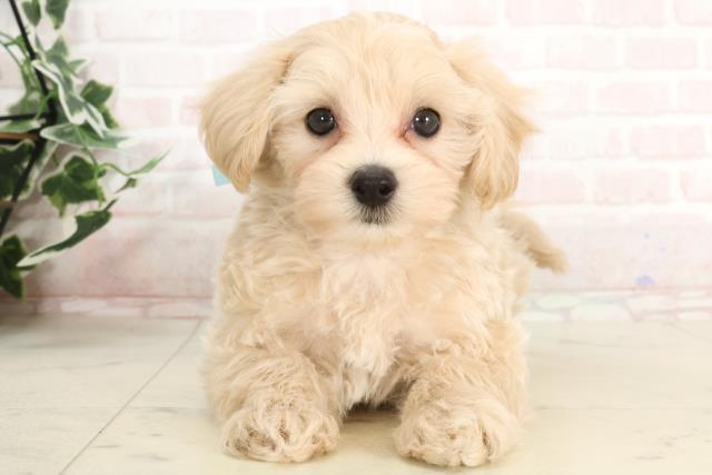 熊本県のマルプー(マルチーズ×プードル) (Coo&RIKU熊本店/2025年3月18日生まれ/男の子/クリーム)の子犬