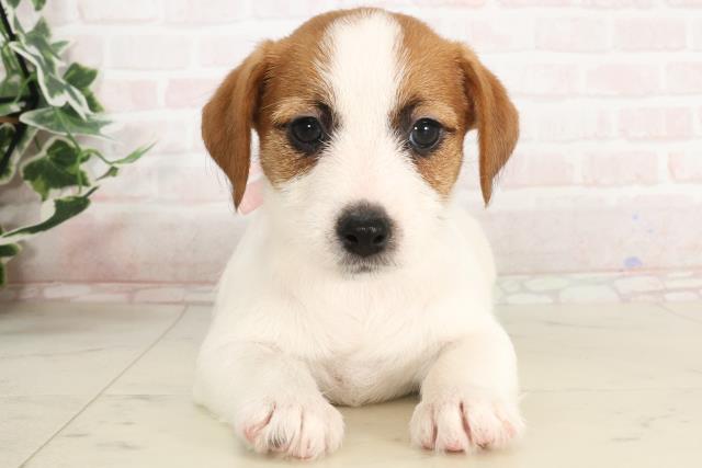 福岡県のジャックラッセルテリア (Coo&RIKU小倉店/2025年3月18日生まれ/女の子/ホワイトタン)の子犬
