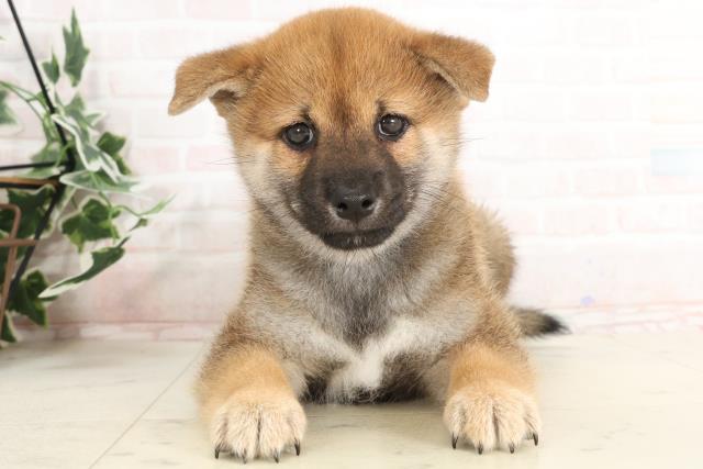 福岡県の柴犬(標準サイズ) (Coo&RIKU福岡古賀店/2025年3月19日生まれ/男の子/赤)の子犬