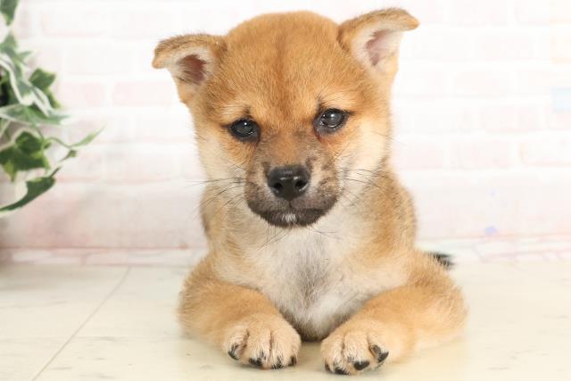 福岡県の柴犬(標準サイズ) (Coo&RIKU小倉店/2025年3月19日生まれ/男の子/赤)の子犬