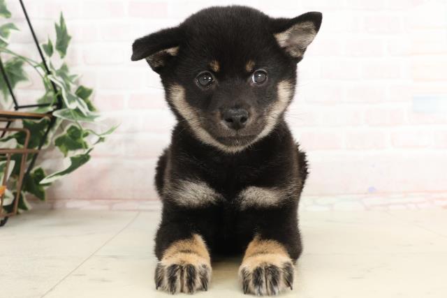 熊本県の柴犬(標準サイズ) (Coo&RIKU宇土シティモール店/2025年3月19日生まれ/女の子/黒)の子犬