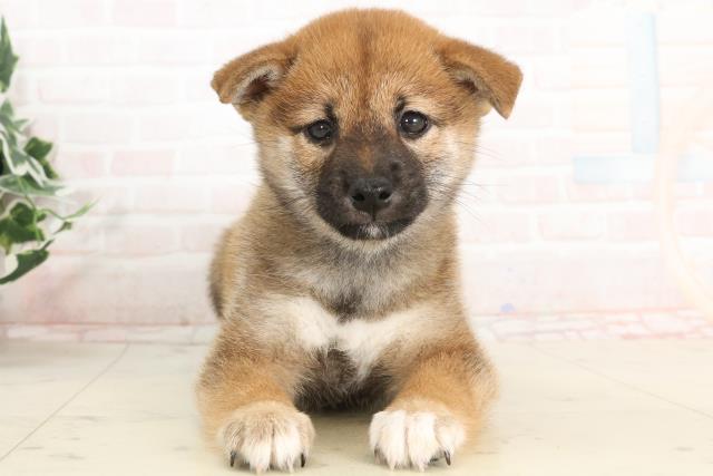 鹿児島県の柴犬(標準サイズ) (Coo&RIKU霧島店/2025年3月19日生まれ/女の子/赤)の子犬