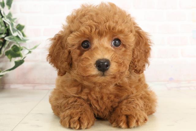 鹿児島県のトイプードル(トイ) (Coo&RIKU鹿屋店/2025年3月19日生まれ/男の子/アプリコット)の子犬