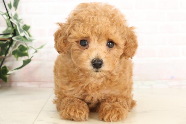 福岡県のトイプードル(トイ) (Coo&RIKU黒崎店/2025年3月19日生まれ/男の子/アプリコット)の子犬