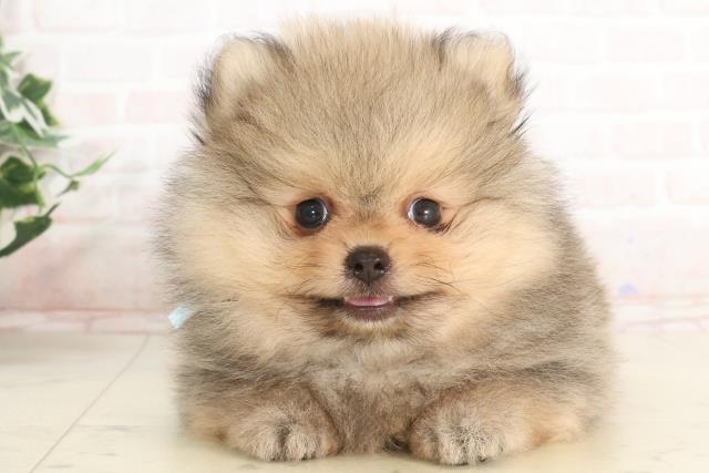 大分県のポメラニアン (Coo&RIKU大分店/2025年3月19日生まれ/男の子/ウルフセーブル)の子犬