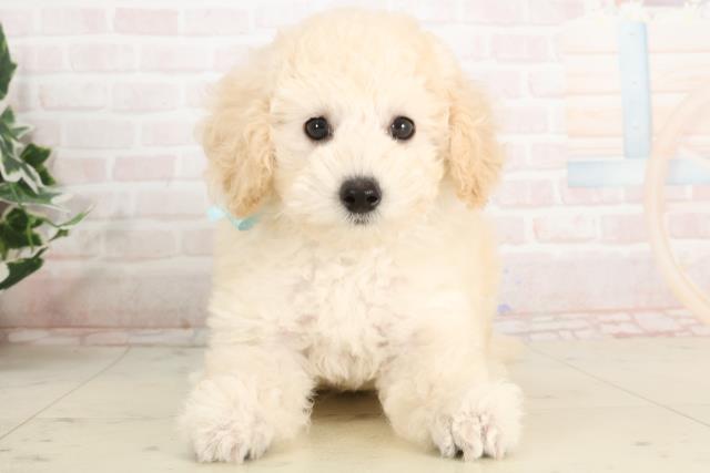 福岡県のトイプードル(トイ) (Coo&RIKU久留米店/2025年3月17日生まれ/男の子/ペールフォーン)の子犬