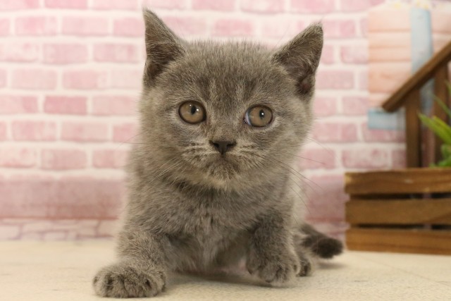 福岡県のブリティッシュロングヘアー (Coo&RIKU黒崎店/2025年3月18日生まれ/男の子/ブルー)の子猫