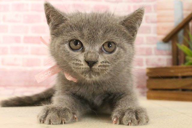 福岡県のブリティッシュロングヘアー (Coo&RIKU行橋店/2025年3月18日生まれ/女の子/ブルー)の子猫
