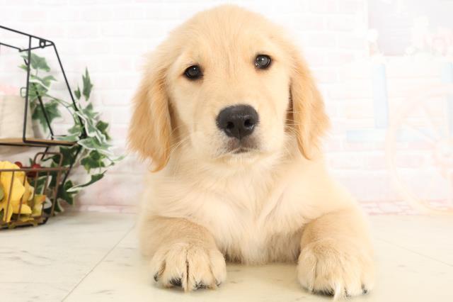 福岡県のゴールデンレトリバー (Coo&RIKU福岡東店/2025年3月8日生まれ/女の子/ゴールデン)の子犬