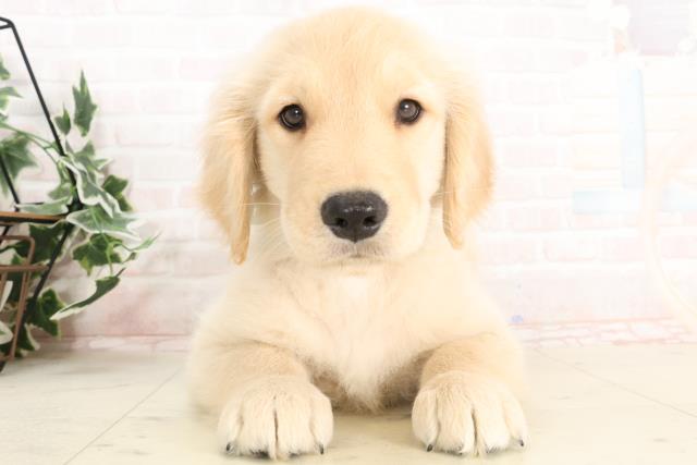 福岡県のゴールデンレトリバー (Coo&RIKU黒崎店/2025年3月8日生まれ/男の子/ゴールデン)の子犬