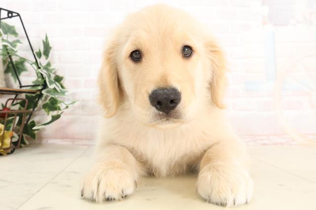 長崎県のゴールデンレトリバー (Coo&RIKU大村店/2025年3月8日生まれ/男の子/ゴールデン)の子犬