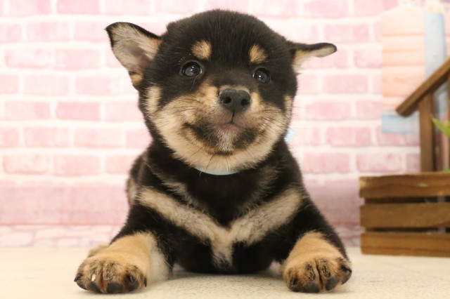 宮崎県の柴犬(標準サイズ) (Coo&RIKU宮崎店/2025年3月13日生まれ/男の子/黒)の子犬