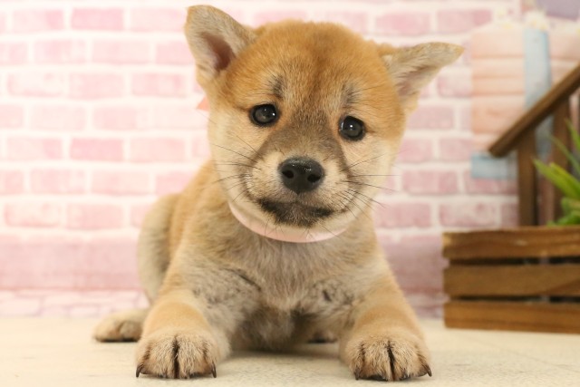 鹿児島県の柴犬(標準サイズ) (Coo&RIKU鹿屋店/2025年3月13日生まれ/女の子/赤)の子犬