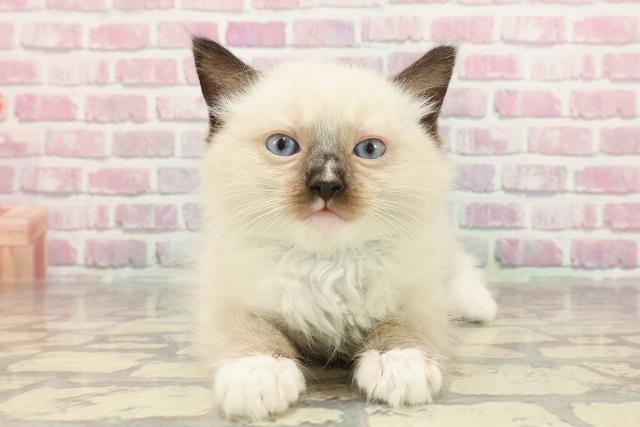 埼玉県のラグドール (Coo&RIKU春日部店/2025年3月19日生まれ/男の子/シールポイントミテッド)の子猫