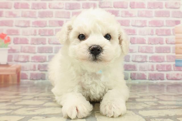静岡県のビションフリーゼ (Coo&RIKU浜松店/2025年3月17日生まれ/男の子/ホワイト)の子犬