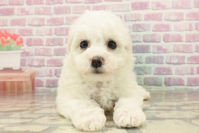 静岡県のビションフリーゼ (Coo&RIKU藤枝店/2025年3月17日生まれ/女の子/ホワイト)の子犬