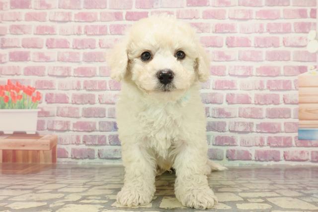 千葉県のビションフリーゼ (Coo&RIKU東金店/2025年3月18日生まれ/男の子/ホワイト)の子犬