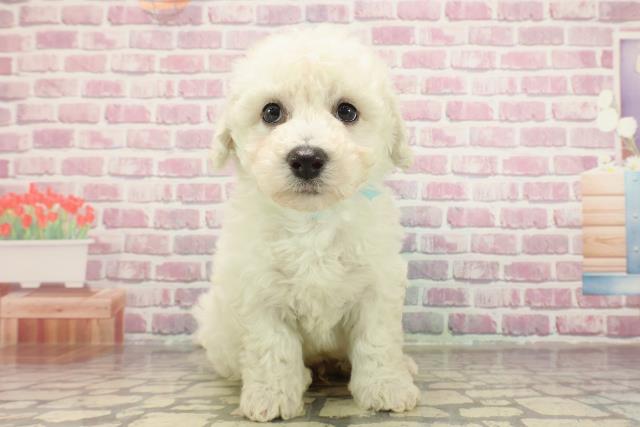 東京都のビションフリーゼ (Coo&RIKU府中店/2025年3月18日生まれ/男の子/ホワイト)の子犬