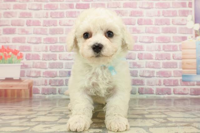 栃木県のビションフリーゼ (Coo&RIKU宇都宮店/2025年3月18日生まれ/男の子/ホワイト)の子犬