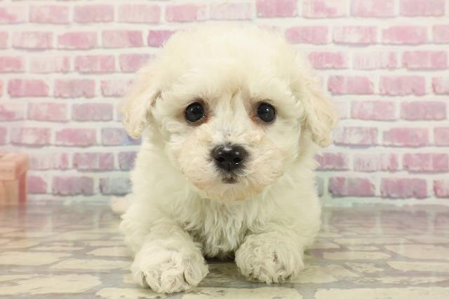 神奈川県のビションフリーゼ (Coo&RIKU横浜旭店/2025年3月18日生まれ/男の子/ホワイト)の子犬