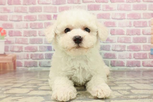 神奈川県のビションフリーゼ (Coo&RIKUパウ川崎店/2025年3月18日生まれ/男の子/ホワイト)の子犬