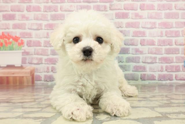 神奈川県のビションフリーゼ (Coo&RIKU日吉店/2025年3月18日生まれ/男の子/ホワイト)の子犬