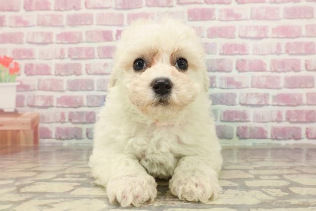東京都のビションフリーゼ (Coo&RIKU東久留米店/2025年3月18日生まれ/女の子/ホワイト)の子犬