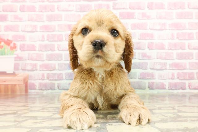 東京都のアメリカンコッカースパニエル (Coo&RIKU足立本店/2025年3月19日生まれ/男の子/バフ)の子犬