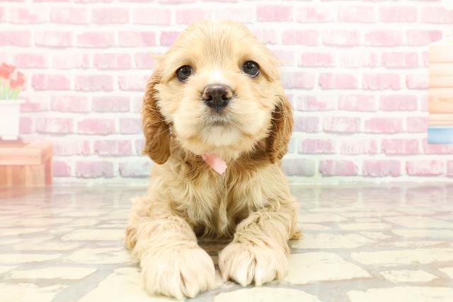 埼玉県のアメリカンコッカースパニエル (Coo&RIKU所沢店/2025年3月19日生まれ/女の子/バフ)の子犬