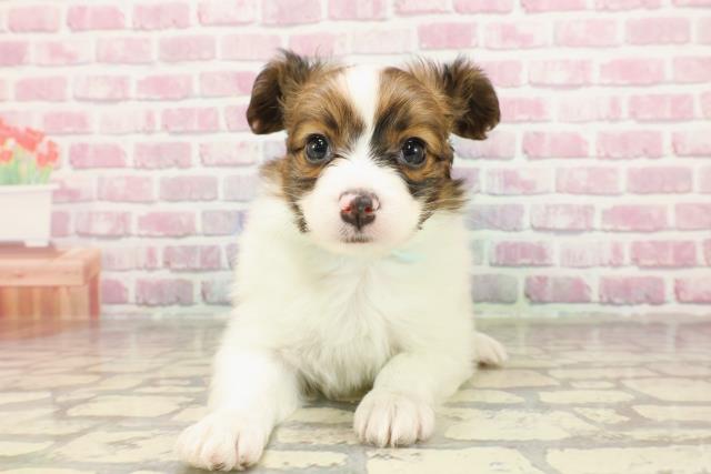 神奈川県のパピヨン (Coo&RIKU横浜旭店/2025年3月15日生まれ/男の子/ホワイトブラウン)の子犬
