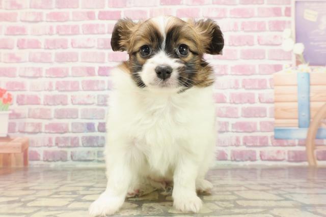 静岡県のパピヨン (Coo&RIKU浜松店/2025年3月15日生まれ/女の子/ホワイトブラウン)の子犬
