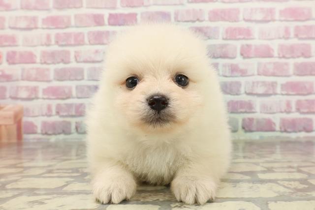 神奈川県のポメラニアン (Coo&RIKU相模原店/2025年3月18日生まれ/男の子/クリーム)の子犬