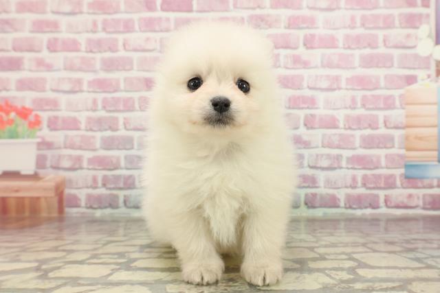 静岡県のポメラニアン (Coo&RIKU藤枝店/2025年3月18日生まれ/男の子/クリーム)の子犬