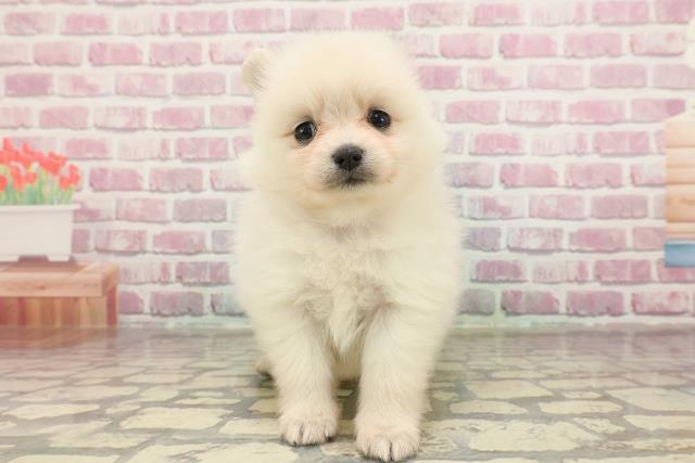静岡県のポメラニアン (Coo&RIKU浜松店/2025年3月18日生まれ/女の子/クリーム)の子犬