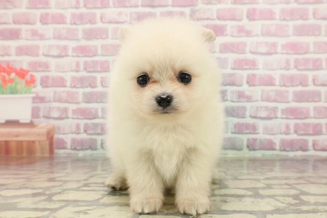 静岡県のポメラニアン (Coo&RIKU静岡SBS通り店/2025年3月18日生まれ/女の子/クリーム)の子犬
