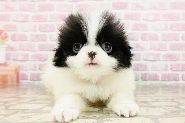 東京都の狆 (Coo&RIKU足立本店/2025年3月15日生まれ/男の子/白黒)の子犬