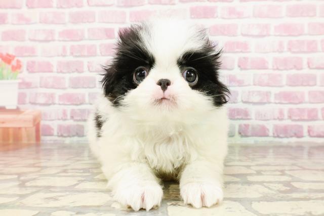 東京都の狆 (Coo&RIKU三軒茶屋店/2025年3月15日生まれ/男の子/白黒)の子犬