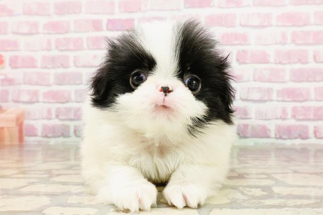東京都の狆 (Coo&RIKU自由が丘店/2025年3月15日生まれ/女の子/白黒)の子犬