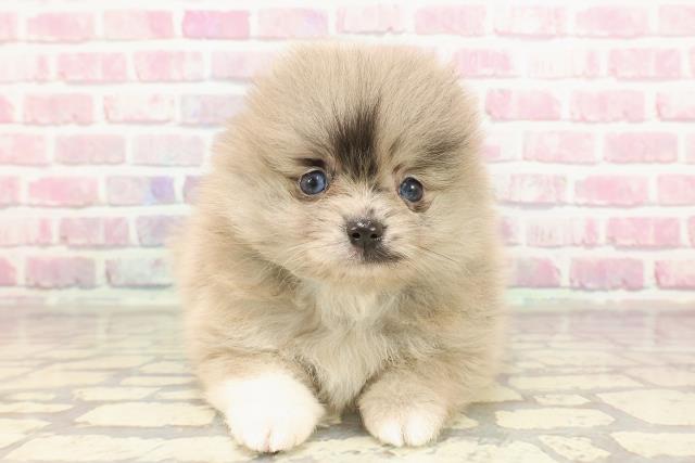神奈川県のポメラニアン (Coo&RIKU日吉店/2025年3月17日生まれ/男の子/ブルーマール)の子犬