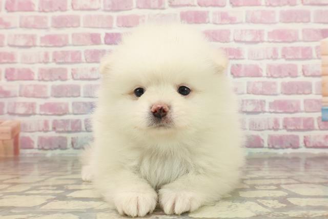 埼玉県のポメラニアン (Coo&RIKU所沢店/2025年3月17日生まれ/男の子/クリーム)の子犬