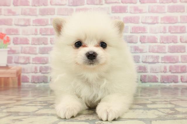 埼玉県のポメラニアン (Coo&RIKU岩槻店/2025年3月17日生まれ/男の子/クリーム)の子犬