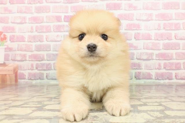 埼玉県のポメラニアン (Coo&RIKU春日部店/2025年3月17日生まれ/女の子/オレンジ)の子犬