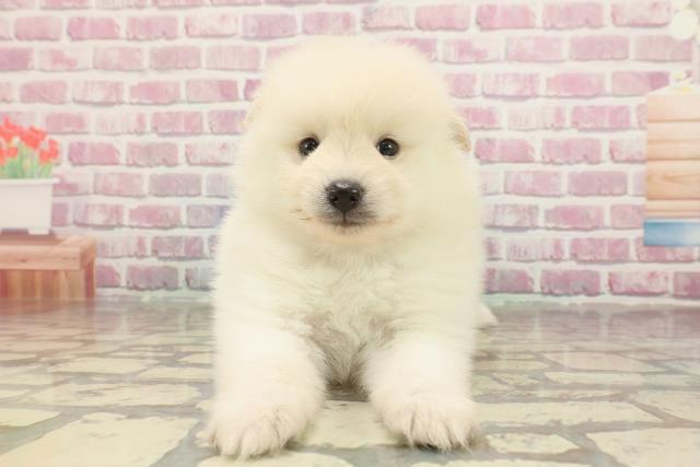埼玉県のハーフ犬・ミックス犬 (Coo&RIKUアニマルケアセンター大宮/2025年3月16日生まれ/男の子/クリーム)の子犬