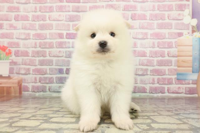 埼玉県のハーフ犬・ミックス犬 (Coo&RIKUアニマルケアセンター大宮/2025年3月16日生まれ/男の子/クリーム)の子犬