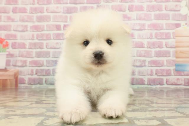 静岡県のハーフ犬・ミックス犬 (Coo&RIKU浜松店/2025年3月16日生まれ/女の子/クリーム)の子犬