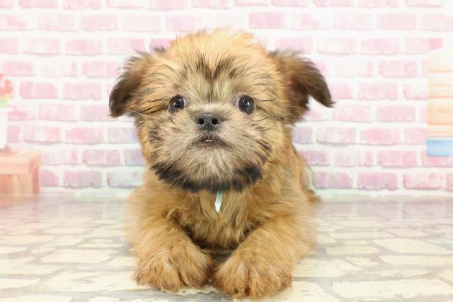 東京都のブリュッセルグリフォン (Coo&RIKU足立本店/2025年3月13日生まれ/男の子/レッド)の子犬