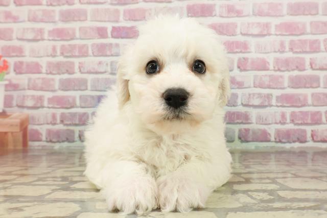 千葉県のビションフリーゼ (Coo&RIKU流山店/2025年3月18日生まれ/男の子/ホワイト)の子犬