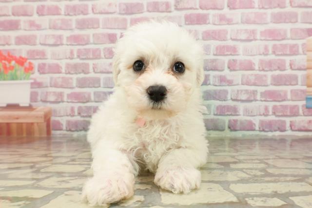東京都のビションフリーゼ (Coo&RIKU大久保店/2025年3月18日生まれ/女の子/ホワイト)の子犬
