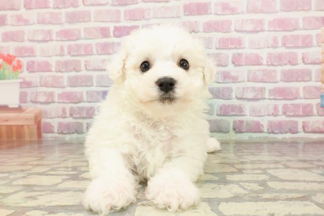 東京都のビションフリーゼ (Coo&RIKU新宿三丁目店/2025年3月18日生まれ/女の子/ホワイト)の子犬